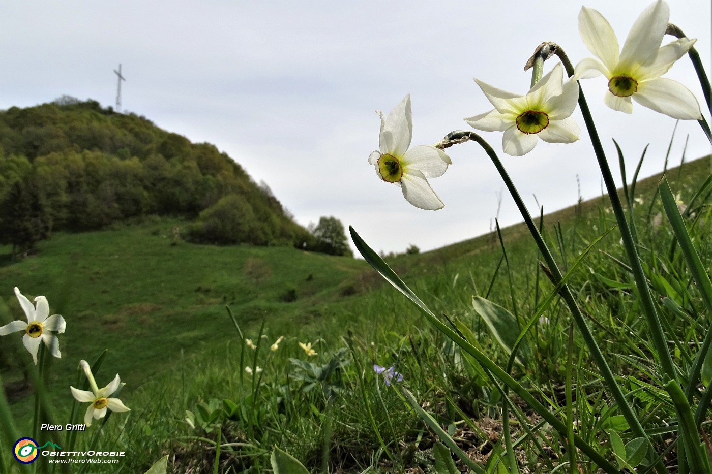 05 Narcisi in Canto Alto.JPG